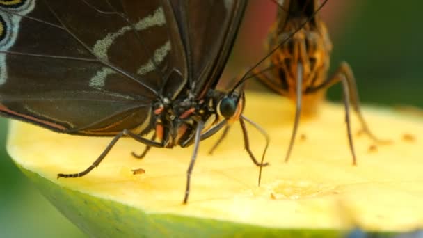 Beautiful large tropical butterfly sits and eating a sweet fruit close up view. Thin butterfly nose collects nectar — 비디오