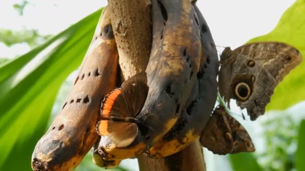 Un grupo de hermosas mariposas tropicales grandes se sienta y come un plátano estropeado de cerca. Nariz de mariposa delgada recoge néctar — Vídeos de Stock