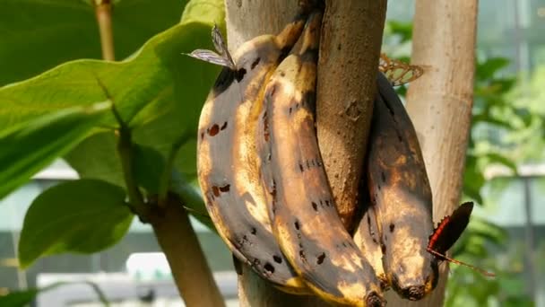 Un grupo de hermosas mariposas tropicales grandes se sienta y come un plátano estropeado de cerca. Nariz de mariposa delgada recoge néctar — Vídeo de stock