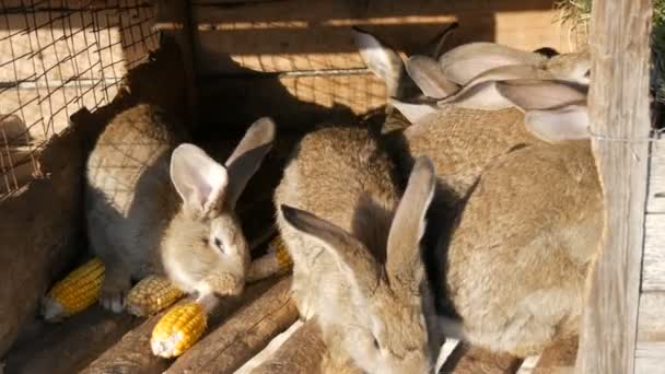 Full cage with gray rabbits on a farm — Stock Video