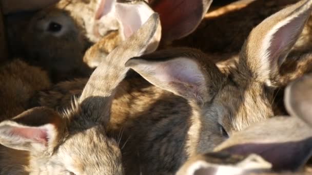 Jaula llena con conejos grises en una granja. Orejas largas de liebre o de conejo — Vídeos de Stock