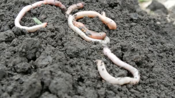 Dicke Regenwürmer kriechen nach Regen im Boden — Stockvideo