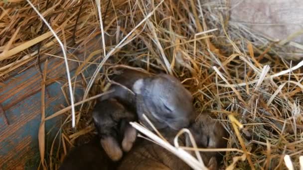 Un nido con un pequeño conejo ciego recién nacido arrastrándose en una jaula en una granja — Vídeos de Stock