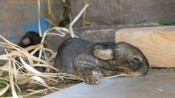 Un piccolo coniglio cieco appena nato striscia in una gabbia in una fattoria — Video Stock