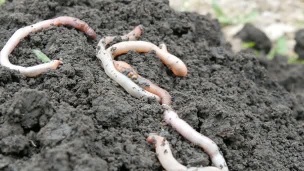 Dikke grote regenwormen kruipen in de grond na regen — Stockvideo