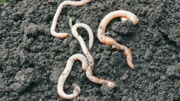 Gruesos gusanos de tierra se arrastran por el suelo después de la lluvia — Vídeo de stock