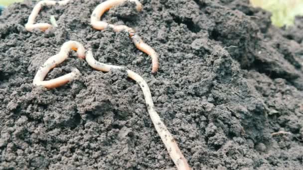 Dikke grote regenwormen kruipen in de grond na regen — Stockvideo