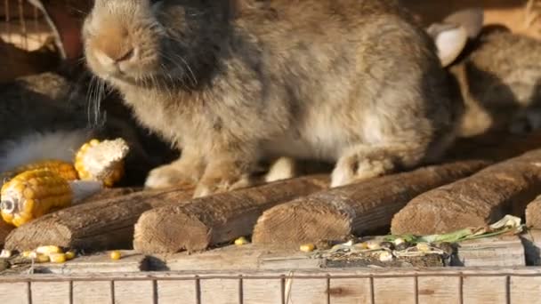 Gaiola cheia com coelhos cinzentos em uma fazenda — Vídeo de Stock