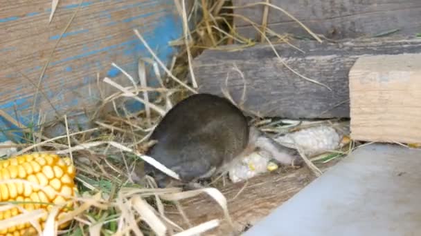 Pequeño conejo ciego recién nacido en una jaula en una granja — Vídeo de stock