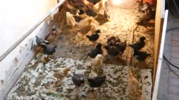 Corral con gallinas jóvenes que corren con una lombriz — Vídeo de stock
