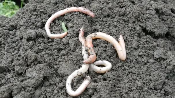 Dikke grote regenwormen kruipen in de grond na regen — Stockvideo