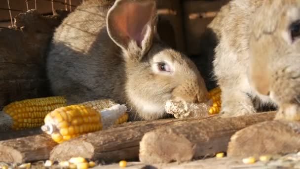Gaiola cheia com coelhos cinzentos em uma fazenda — Vídeo de Stock