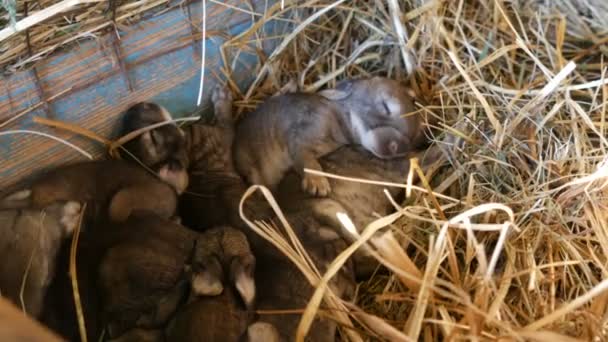 A nest with a small newborn blind rabbit crawling in a cage on a farm — Stock Video