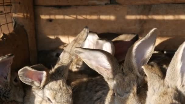 Jaula llena con conejos grises en una granja. Orejas largas de liebre o de conejo — Vídeos de Stock