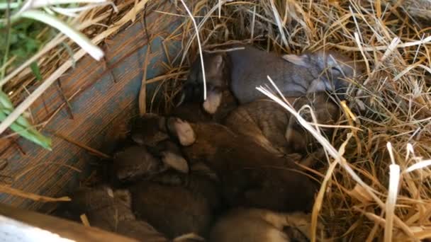 Un nido con un piccolo coniglio cieco appena nato che striscia in una gabbia in una fattoria — Video Stock