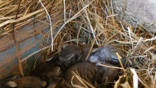 Ett bo med en liten nyfödd blind kanin som kryper in i en bur på en gård — Stockvideo