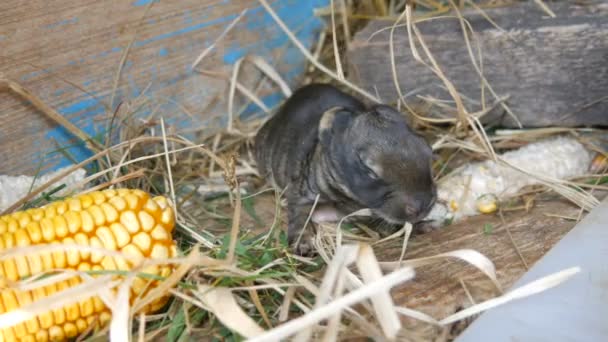 農場の檻の中の新生児の盲導ウサギ — ストック動画