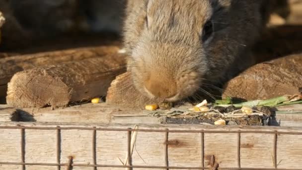 Plná klec s šedými králíky na farmě — Stock video