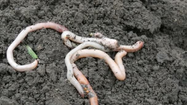 Dikke grote regenwormen kruipen in de grond na regen — Stockvideo