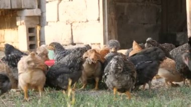 Bir çiftlik tavuğu ve horozu sürüsü bir çiftlik bahçesinde tahıl yiyor.