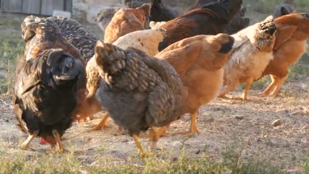 En flock gårdskycklingar och tuppar äter säd på marken på gården. — Stockvideo