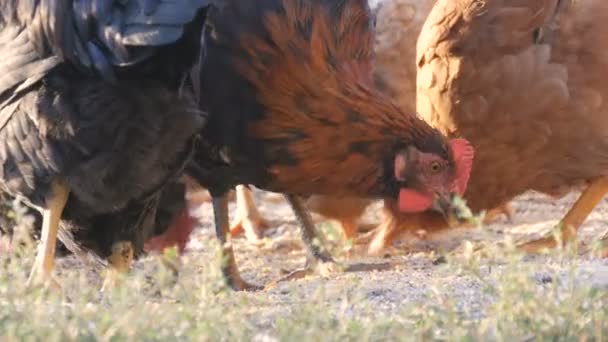 En flock gårdskycklingar och tuppar äter säd på marken på gården. — Stockvideo