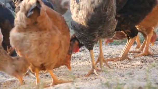 Зграя фермерських курей і півнів їдять зерно на землі у дворі ферми — стокове відео