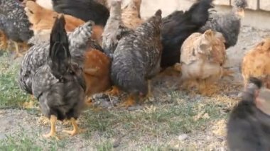 Bir çiftlik tavuğu ve horozu sürüsü bir çiftlik bahçesinde tahıl yiyor.