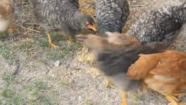 Un troupeau de poulets et de coqs de ferme mange du grain sur le sol dans une cour de ferme 