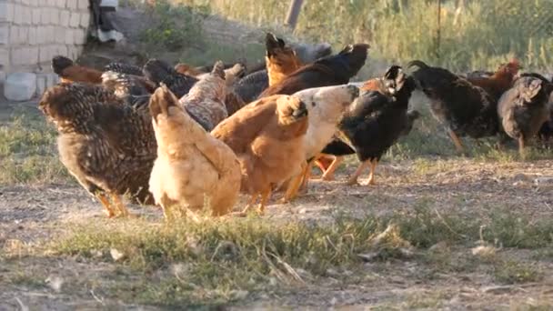 Eine Herde von Bauernhühnern und Hähnen frisst Getreide auf dem Boden eines Hofes — Stockvideo