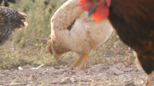 Egy csorda csirkét és kakast eszik a földön egy farmon. — Stock videók