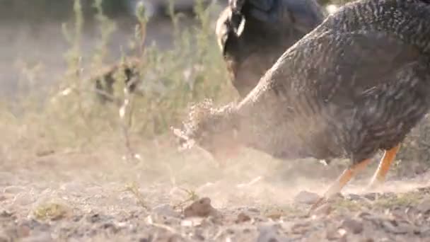 Een kudde boerenkippen en hanen eten graan op de grond in een boerderij. Stof de grond met hun poten — Stockvideo
