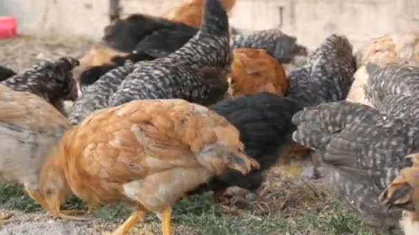 Hejno farmářských kuřat a kohoutů jí obilí na zemi na dvoře. — Stock video