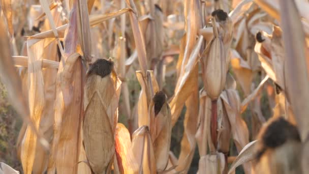 Skörda torra stjälkar av majs på fältet i slutet av sommaren eller hösten — Stockvideo