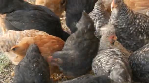 Un gregge di polli da fattoria e galli mangia grano per terra in un cortile della fattoria — Video Stock