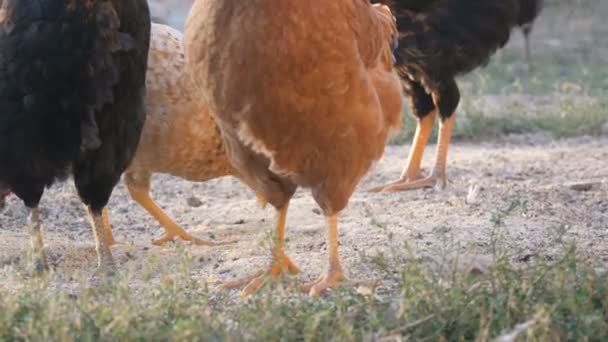 A flock of farm chickens and roosters eat grain on the ground in a farm yard — Stock Video