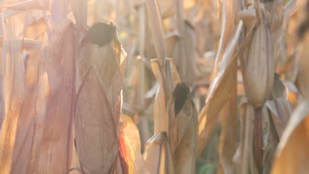 Cosechar tallos secos de maíz en el campo a finales de verano u otoño — Vídeos de Stock