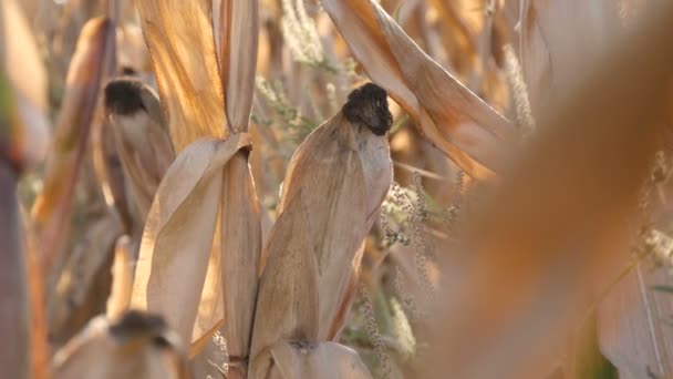 Zbiory suchych łodyg kukurydzy na polu późnym latem lub jesienią — Wideo stockowe