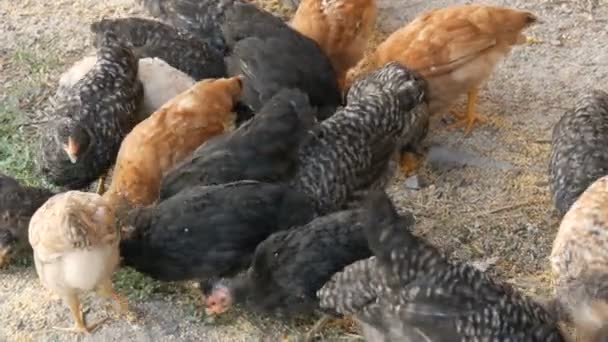 Een kudde boerderijkippen en hanen eten graan op de grond op een erf — Stockvideo