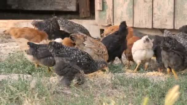 Hejno farmářských kuřat a kohoutů jí obilí na zemi na dvoře. — Stock video