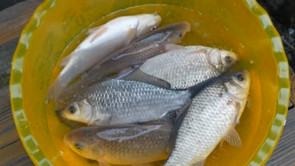 Poisson de rivière d'eau douce fraîchement pêché dans un bol jaune en plastique — Video