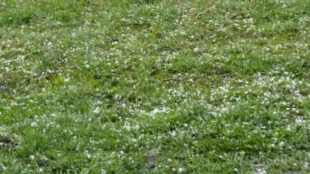 毛は緑の草の上に落ちます。気候変動。地面に氷の小片。極端な現象大雨や雹嵐は庭の背景に緑の草に落ちる. — ストック動画
