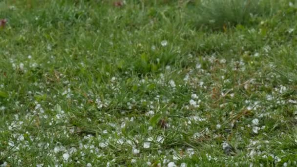 Hagel fällt auf das grüne Gras. Klimawandel. Kleine Eisstücke auf dem Boden. Extremes Phänomen Starkregen und Hagel Sturm fallen auf grünes Gras im Garten Hintergrund. — Stockvideo