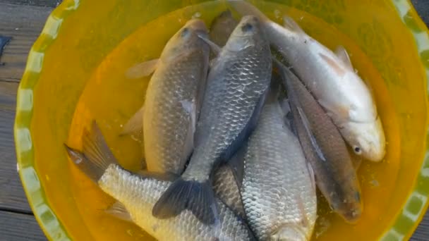 Nyfångad levande sötvattensfisk i en plastgul skål — Stockvideo