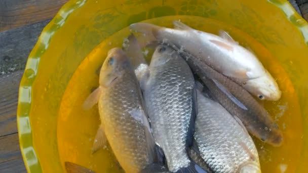 Φρεσκοαλιεύονται ζωντανά ψάρια γλυκού νερού ποταμού σε ένα πλαστικό κίτρινο μπολ — Αρχείο Βίντεο