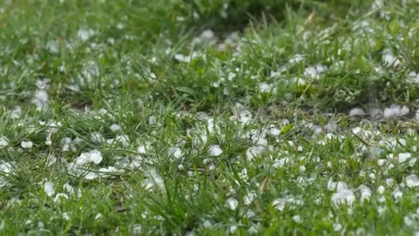 Hagel fällt auf das grüne Gras. Klimawandel. Kleine Eisstücke auf dem Boden. Extremes Phänomen Starkregen und Hagel Sturm fallen auf grünes Gras im Garten Hintergrund. — Stockvideo