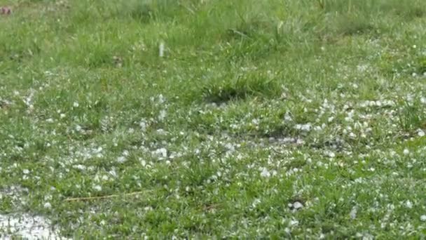 Hagel faller på det gröna gräset. Klimatförändringar. Små isbitar på marken. Extrema fenomen kraftigt regn och hagel storm faller till grönt gräs i trädgården bakgrund. — Stockvideo