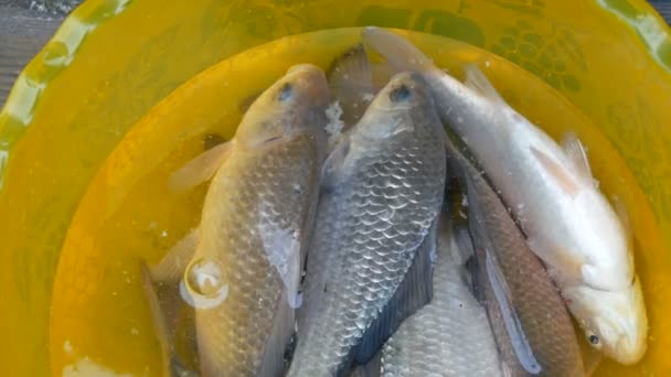 Frisch gefangene lebende Süßwasser-Flussfische in einer gelben Plastikschale — Stockvideo