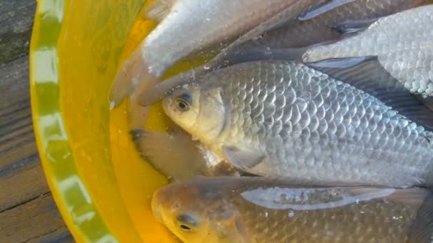 Peixes de água doce vivos recentemente capturados em uma tigela amarela de plástico — Vídeo de Stock