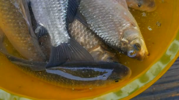 Nyfångad levande sötvattensfisk i en plastgul skål — Stockvideo